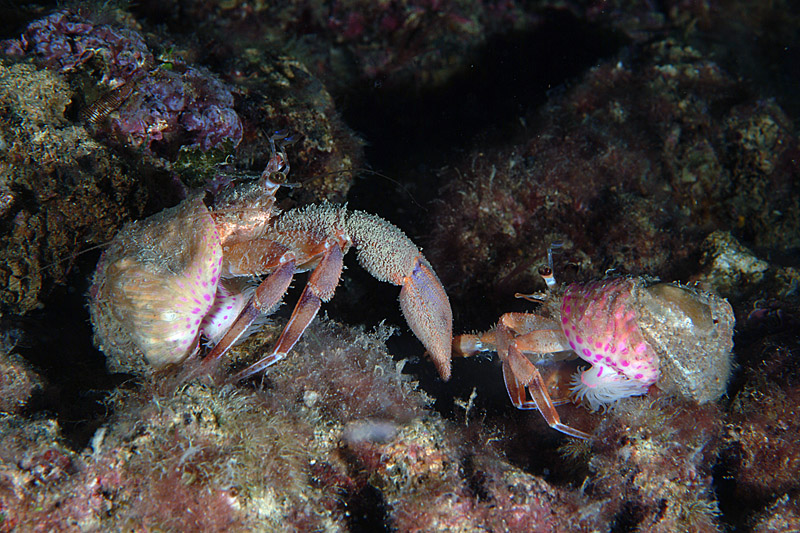 Corteggiamento Pagurus prideaux